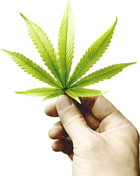 Kush Dispensary Holding Cannabis Leaf