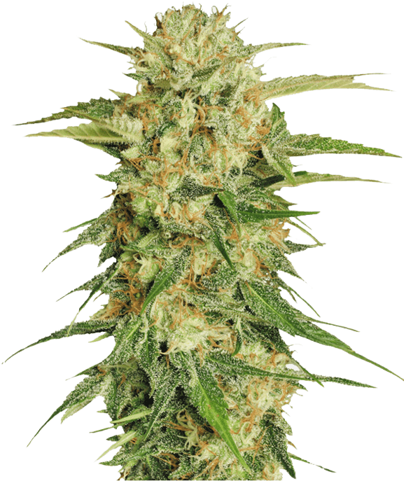 Kush Dispensary Legal Cannabis Bud and Flower