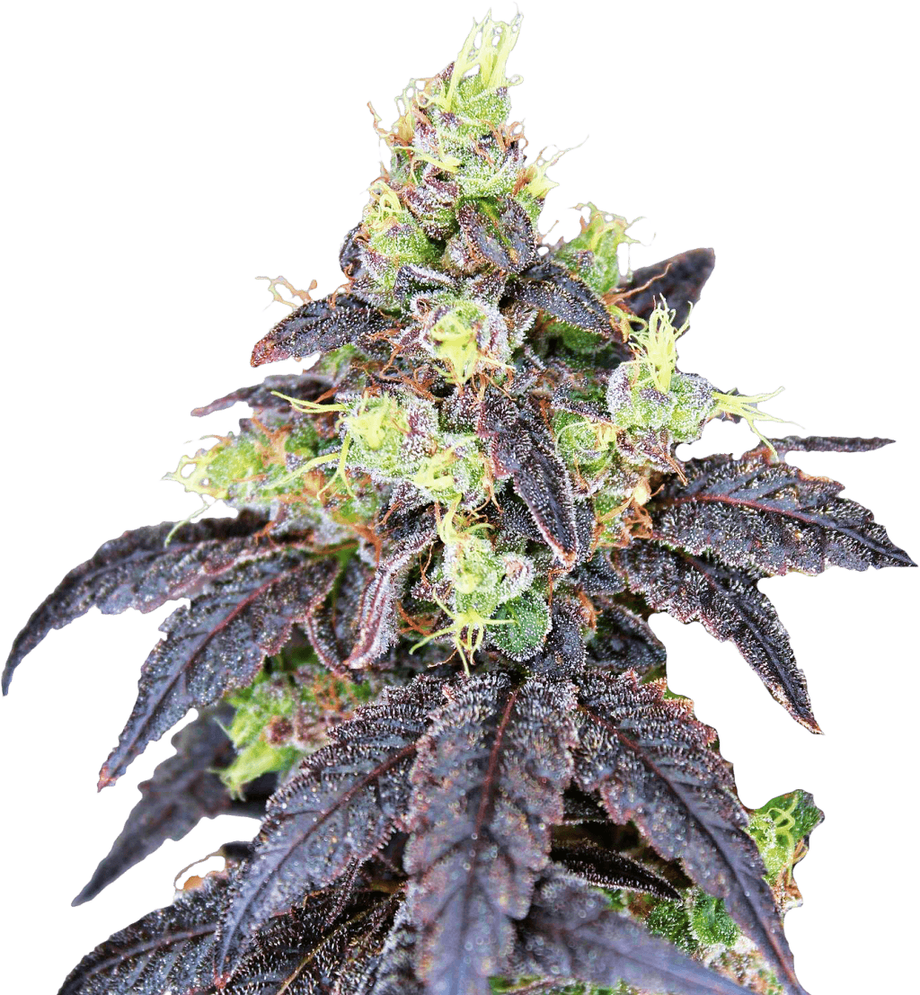 Kush Dispensary Legal Cannabis Bud